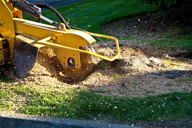 Best Tree Trimming Near Me  in Clendon, AR